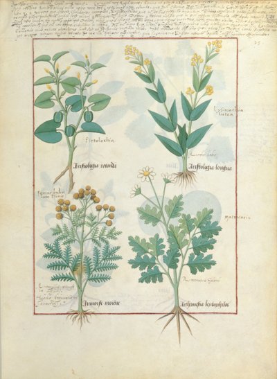 Top row: Aristolochia Rotundi and Aristolochia Longua. Bottom row: Armoise and Artemesia, illustration from The Simple Book of Medicines, by Matteaus Platearius by Robinet Testard
